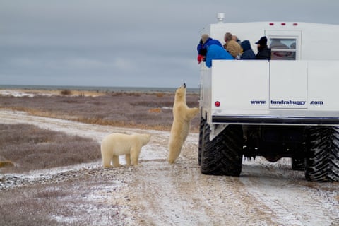 A polar bear looks into a Tundra Buggy to see tourists in Churchill, Manitoba.
