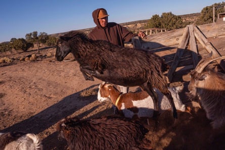 Drake Mace opening a gate, with sheep leaping out of it past him
