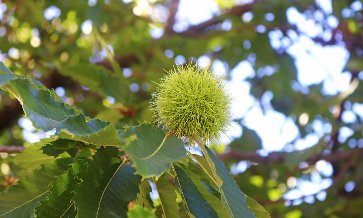 Chestnut Fy Chestnut Tree Leaves