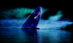 A light artwork featuring the projection of a whale emerging from the River Wear