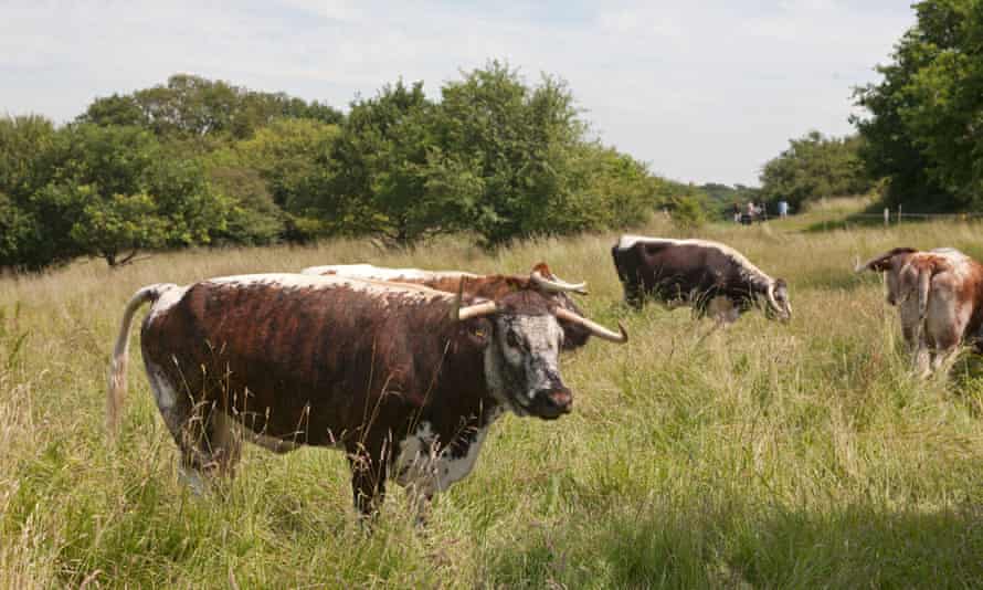 Longhorn cattle grazing Chingford Plain.
