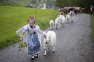 A girl leads goats up a hillside
