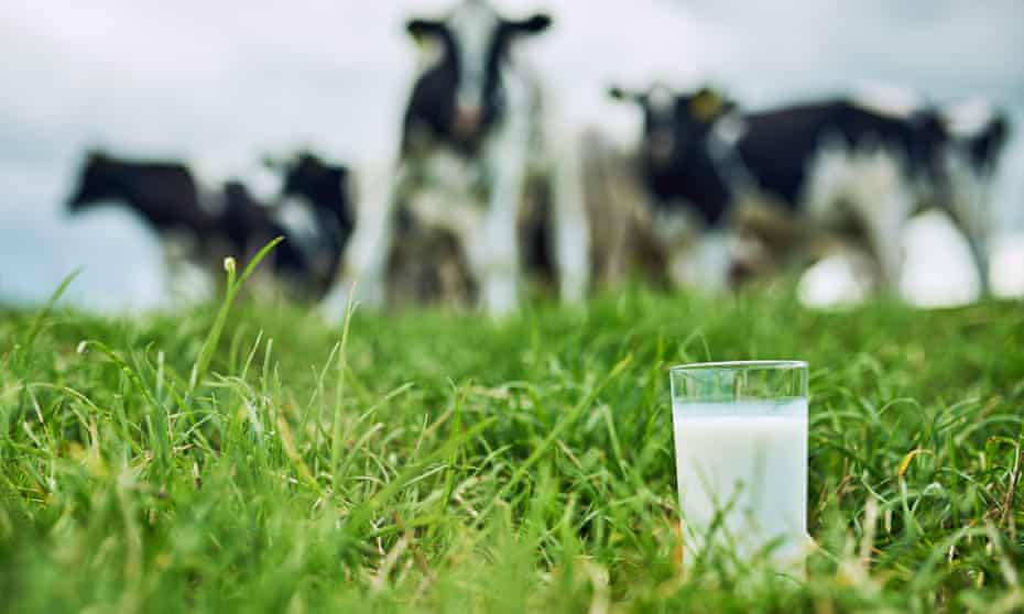 A closeup of a glass of milk on grass with cattle grazing in the background