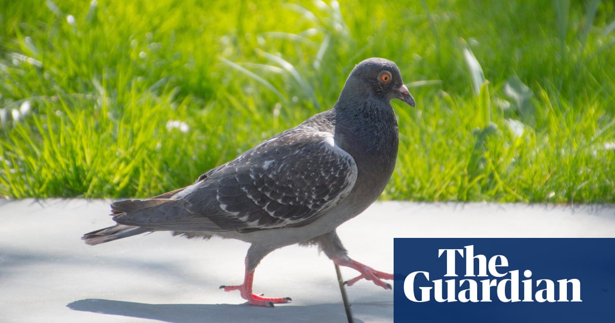 Readers reply: why do some birds’ heads not rock forwards and backwards when they walk?