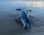 SA’s toxic algal bloom is twice the size of the ACT, has killed 12,000 animals and is filling even the experts with dread