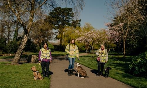 Animal Behaviour The Homesick Gorilla And The Dog That Fell Out Of The Sky Animal Behaviour The Guardian Animal Behaviour The Homesick Gorilla And The Dog That Fell Out Of The Sky Animal Behaviour The Guardian