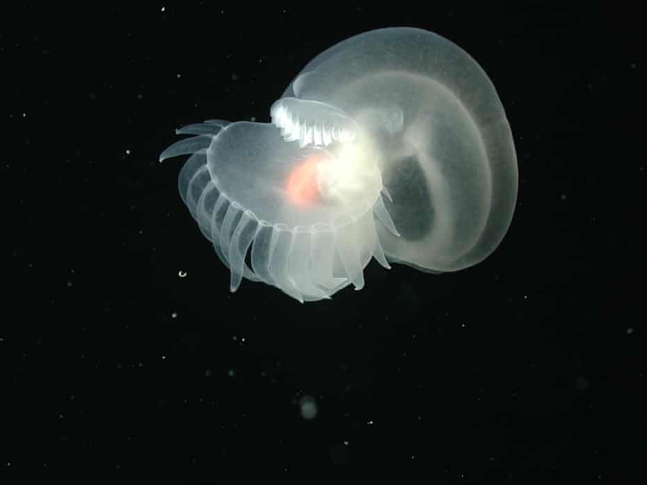 A mullusc photographed by the US National Oceanic and Atmospheric Administration. Sir David Attenborough has backed calls for a halt to deep sea mining, which conservationists warn could have huge impacts on wildlife and climate change.