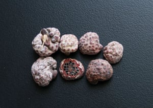 4. A bamboo-dwelling medicinal fungus found in China