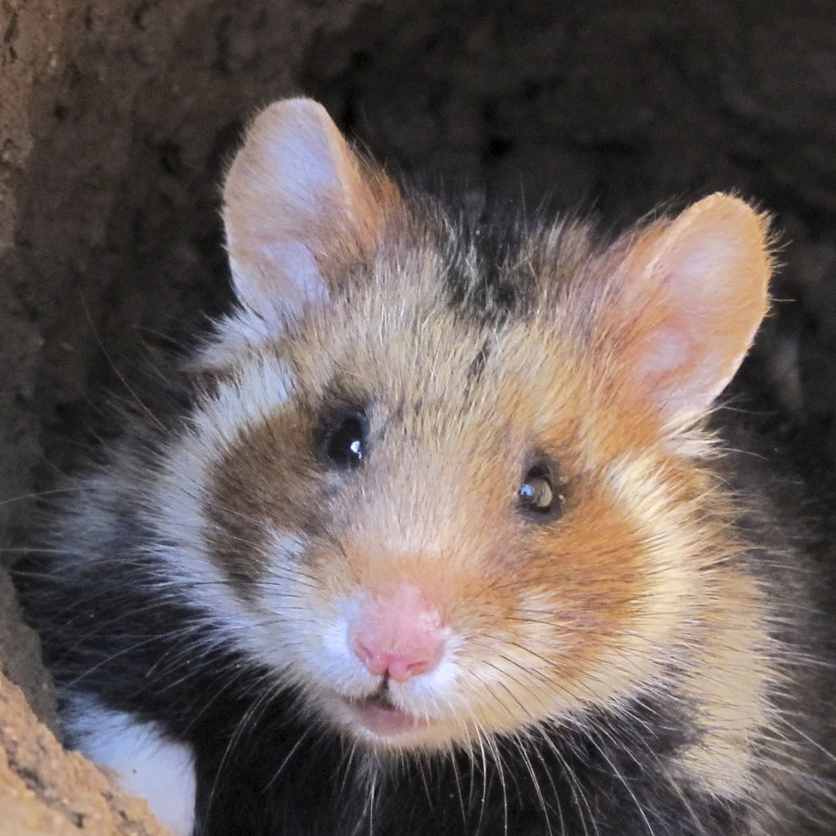 dwarf hamster life span|TikTok Search