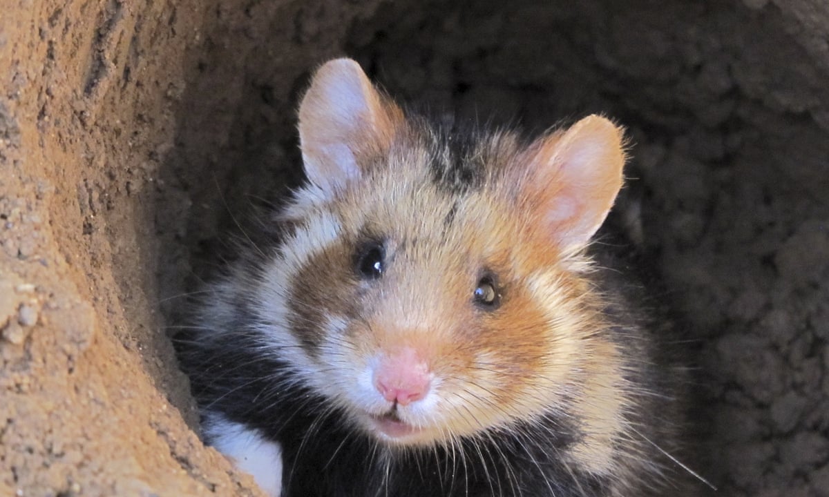 European Hamster And Caterpillar Fungus On Brink Of Extinction Iucn Red List Of Endangered Species The Guardian