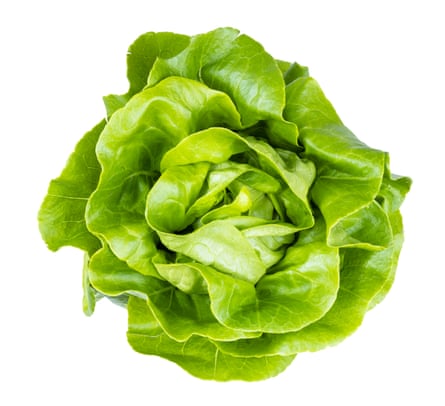 A butterhead lettuce