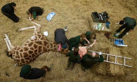 Vets and safari park staff examining 14-year-old Kelly the giraffe’s mouth.