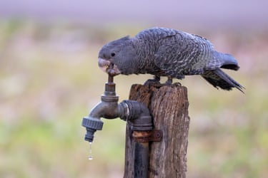 A female gang gang cockatoo playing with a park tap trying to get more water flowing