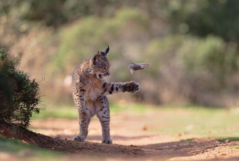 "Roedor Voador", de Josef Stefan, da Áustria, retrata um jovem lince atirando um roedor para o ar em tom de brincadeira, antes de matá-lo e devorá-lo, em Torre de Juan Abad, Ciudad Real, Espanha. A fotografia foi vencedora do prêmio Nuveen People's Choice Award 2026 de Fotógrafo de Vida Selvagem do Ano.