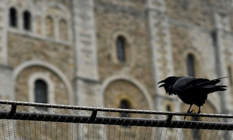 A raven sits on the fence of the Tower of London. The birds have been restless for company since the coronavirus crisis.