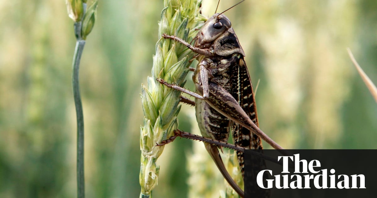 Russia World Cup could be ruined due to locusts on the pitch, officials fear