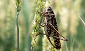 A locust sits on a wheat stalk in a field near the town of Neftekumsk, east of Stavropol.