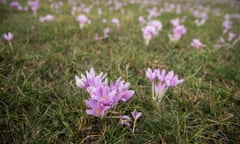 The autumn crocus (Colchicum autumnale).