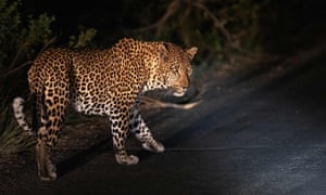 A leopard walks along a road in Skukuza, Kruger national park, South Africa