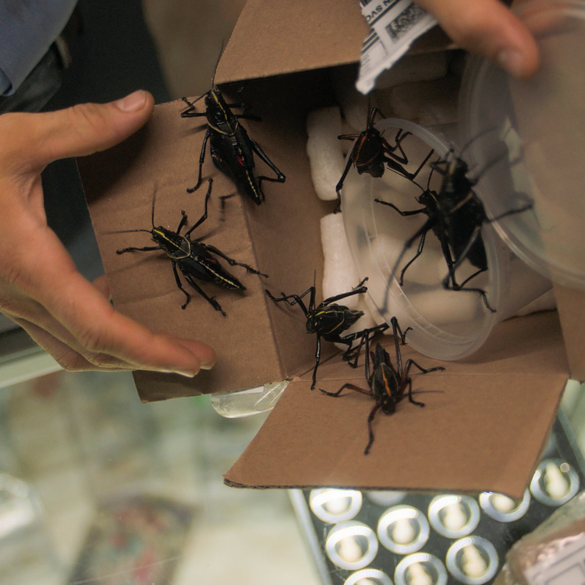 It S Tiger King Meets Ace Ventura The Wild True Story Of The World S Biggest Insect Heist Television The Guardian It S Tiger King Meets Ace Ventura The Wild True Story Of The World S Biggest Insect Heist Television The Guardian