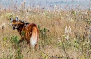 A maned wolf in the Cerrado region of Brazil, where it is considered near threatened. The trees, shrubs and soil of the Cerrado store the equivalent of 13.7bn tonnes of carbon dioxide - significantly more than China's annual emissions. It is the origin of so many rivers that it is known as 'the birthplace of waters' and is home to 1,600 species of birds, reptiles and mammals (including jaguars, armadillos and anteaters) as well as 10,000 types of plant, many not seen anywhere else in the world