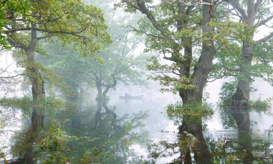 canoe in flooded forest