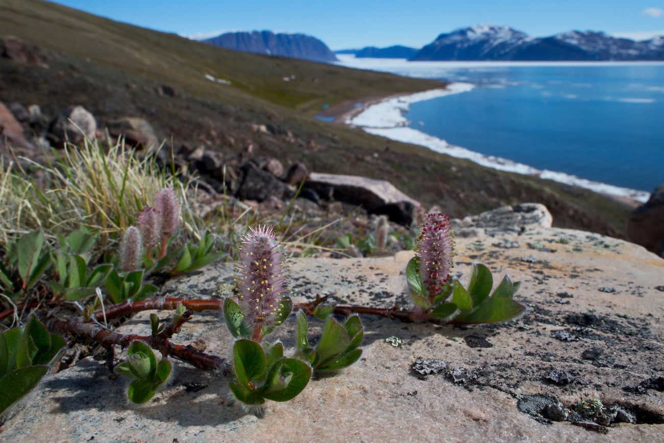 Arctic willow near Siorapaluk in northern Greenland