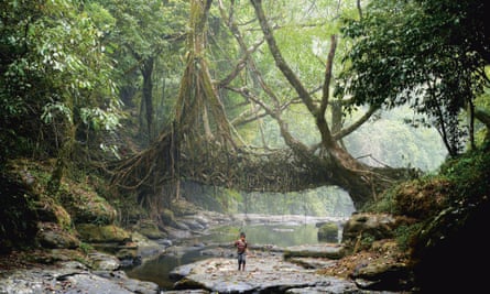 Could living root bridges similar to those used by the Khasi hill tribe be grown in urban settings?