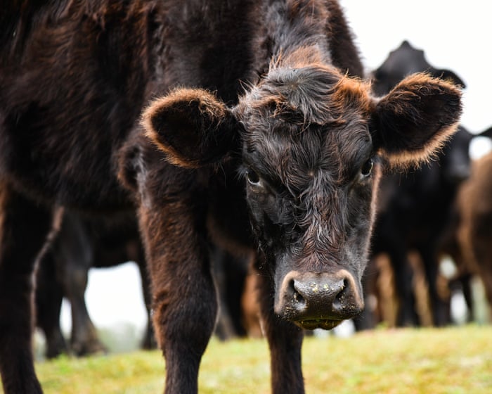 Raging bulls: why Maga is pushing cow products on to America