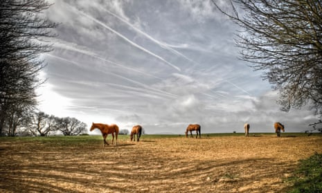 horses in a field.
