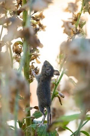 A wood mouse stretches to reach seed heads