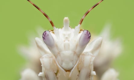 A spiny flower mantis in A Real Bug’s Life.