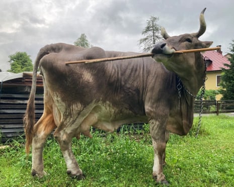 A cow using a stick to scratch herself