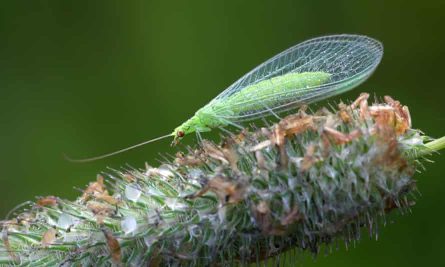 Common green lacewing, Chrysoperla carnea, beneficial predator of aphids.