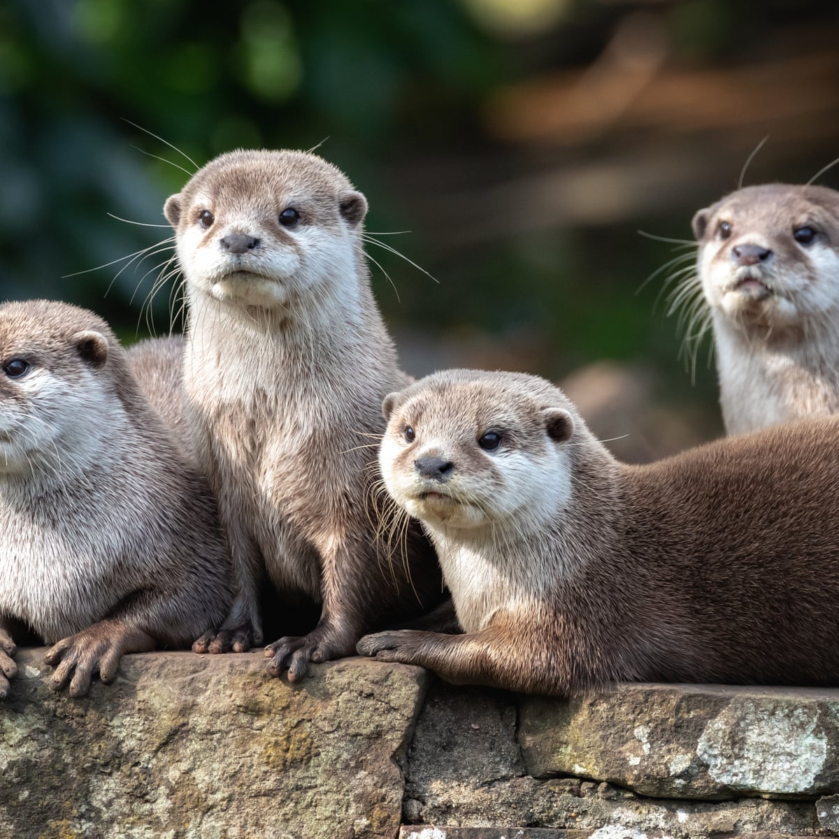 The Best Christmas Gift I Ve Ever Received A Day Out With The Otters A Christmas Gift To Remember The Guardian The Best Christmas Gift I Ve Ever Received A Day Out With The Otters A Christmas Gift To Remember The Guardian