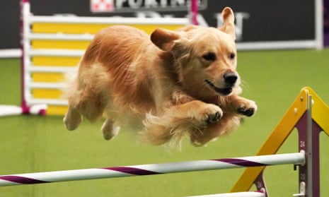 We meet the dedicated handlers looking for major honours at the world famous Westminster Kennel Club Dog Show in New York – and the dogs who have to perform on the big day