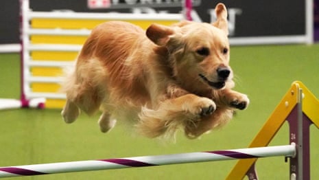 Super dogs: the race to win America’s most famous dog show – video