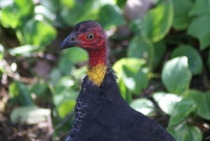Australian brush turkey