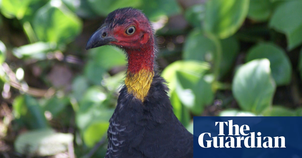 ‘Canaries in the coalmine’: loss of birds signals changing planet