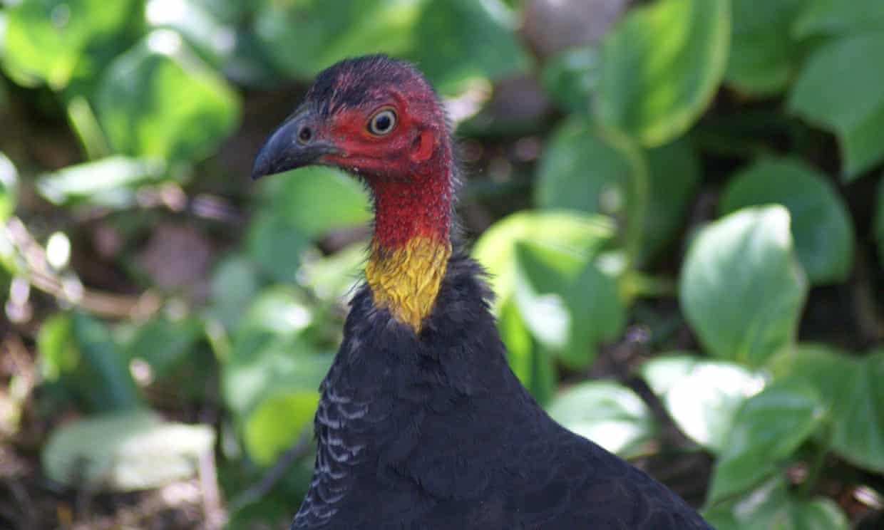 The most threatened families of birds are those which are larger and take longer to reproduce, including the Australian brushturkey. Photograph: thomasmales/Getty Images/iStockphoto