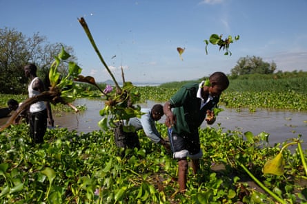 Harvesting water hyacinth