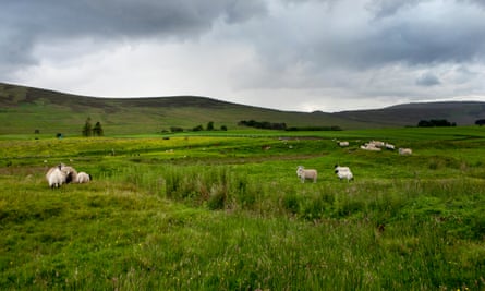 Count the sheep … a typical scene from a Scottish road trip.