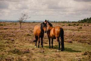 Two commoner-owned horses on the heathland.