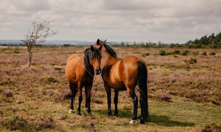 Two Commoner-owned horses stand on the heathland. New Forest, Hampshire, UK. 24th August 2020.