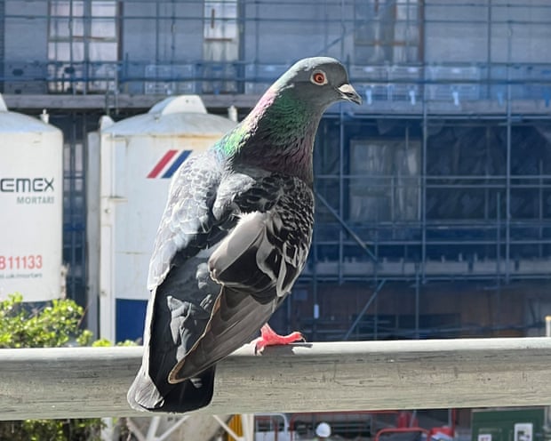 Spick, a pigeon that lives in Walthamstow