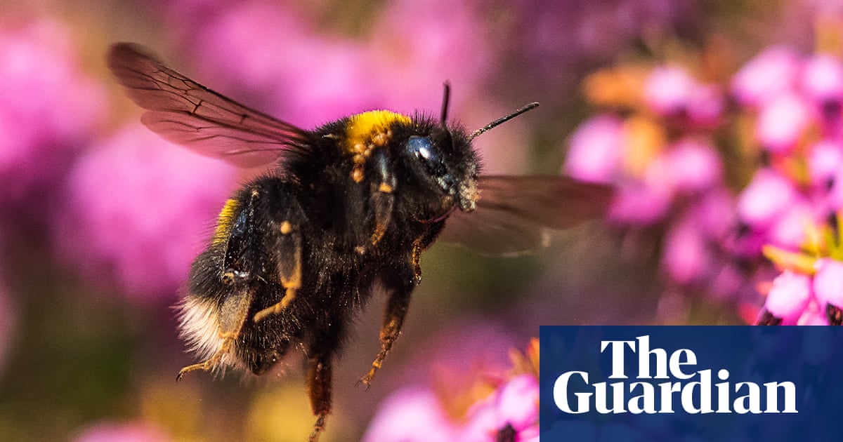 Next UK banknotes to feature barn owls, bumblebees, puffins and hedgehogs