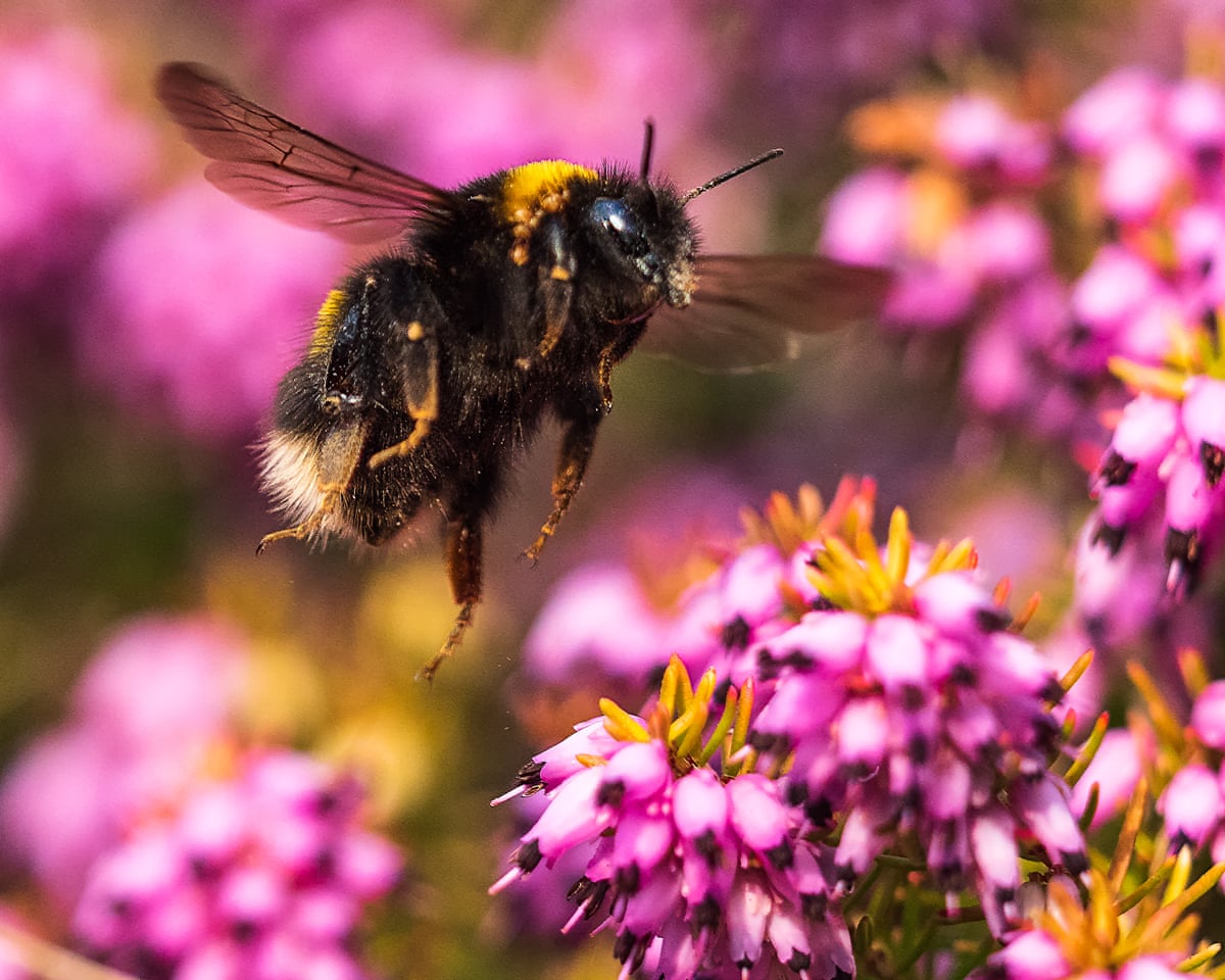 British wildlife to appear on future banknotes
