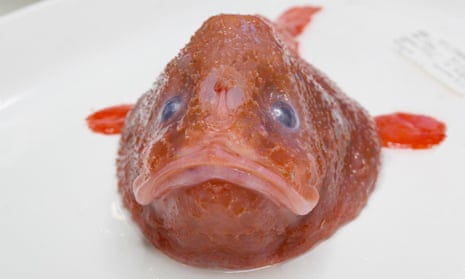 Gorgeous red coffinfish