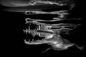 Black &amp; white category - winner. Crocodile reflections by Borut Furlan (Slovenia). Location: Jardines de la Reina, CubaJudge’s comments: “Crocodiles are popular subjects, their jaws are both eye catching and graphic. Borut’s image perfectly suits black and white, with the sinuous reflections on the surface of the inky water”.