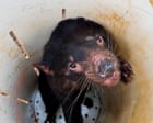 Ten Tasmanian devil joeys discovered during pouch check of endangered marsupials – video